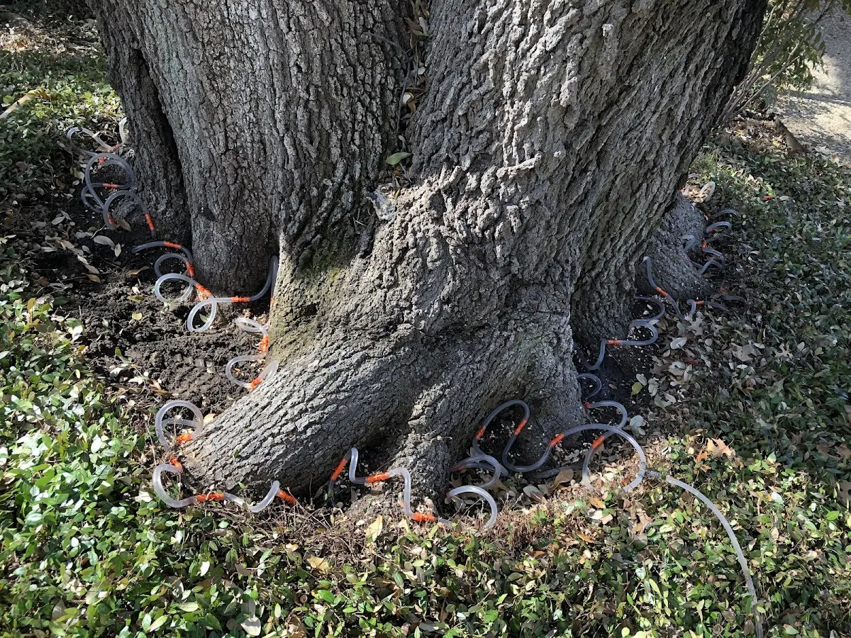 Detailed Tree Cabling and Bracing job site in Lapoint