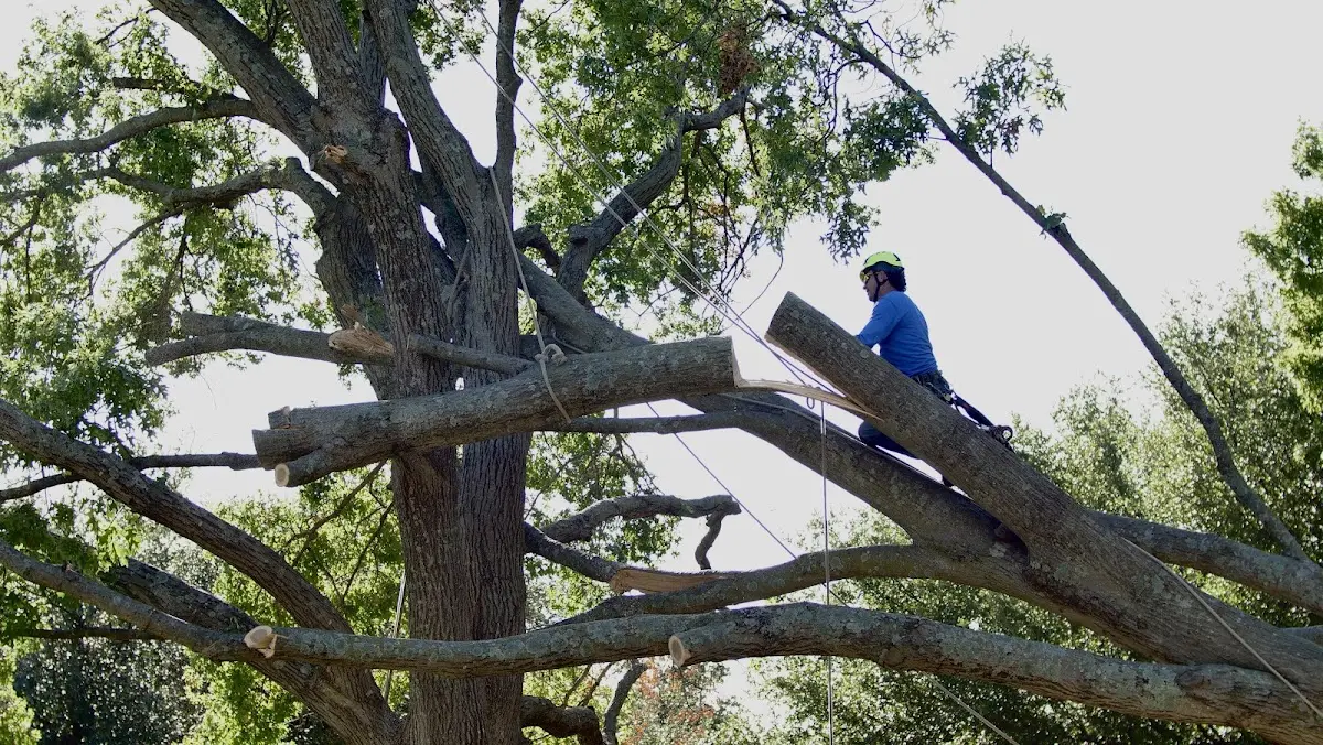 Professional Hazardous Tree Removal performed by certified arborists in Lapoint